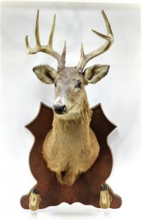 Appraisal: Taxidermy Point Buck Deer Trophy Mount w Hooves NORTH AMERICA