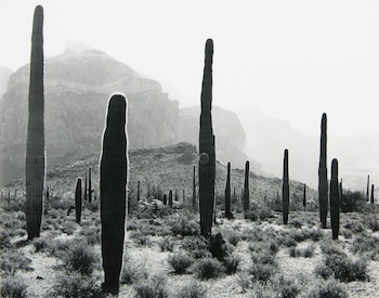 Appraisal: John Ward American Contemporary Cactus Gelatin silver print dry mounted