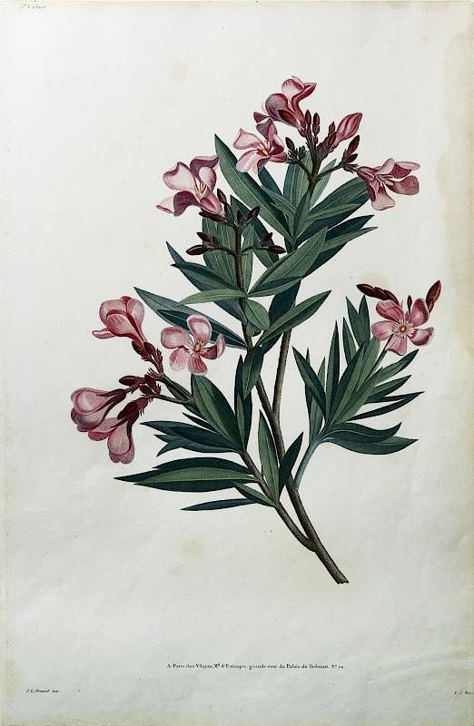 Appraisal: Oleander by Jean Louis Prevost Le Laurose or Oleander Plate