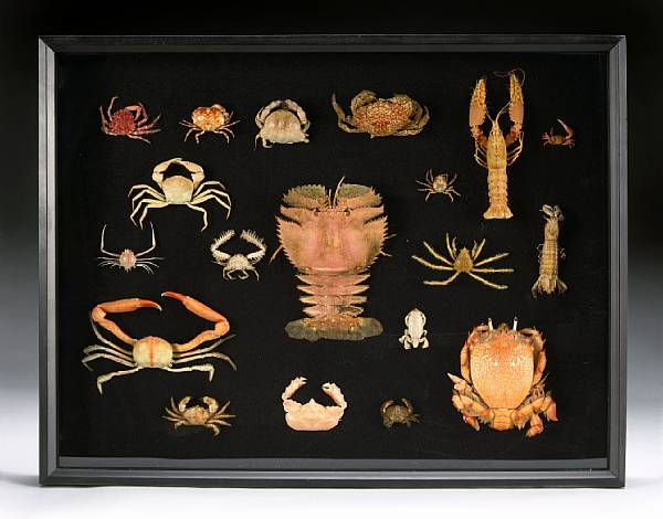 Appraisal: Collection of Nineteen Crustaceans Primarily featuring crabs this nicely displayed