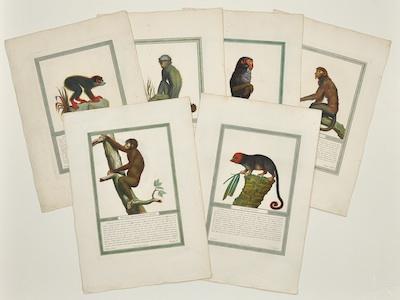 Appraisal: Six Unframed Primate Engravings Designed by N H Jacob ca