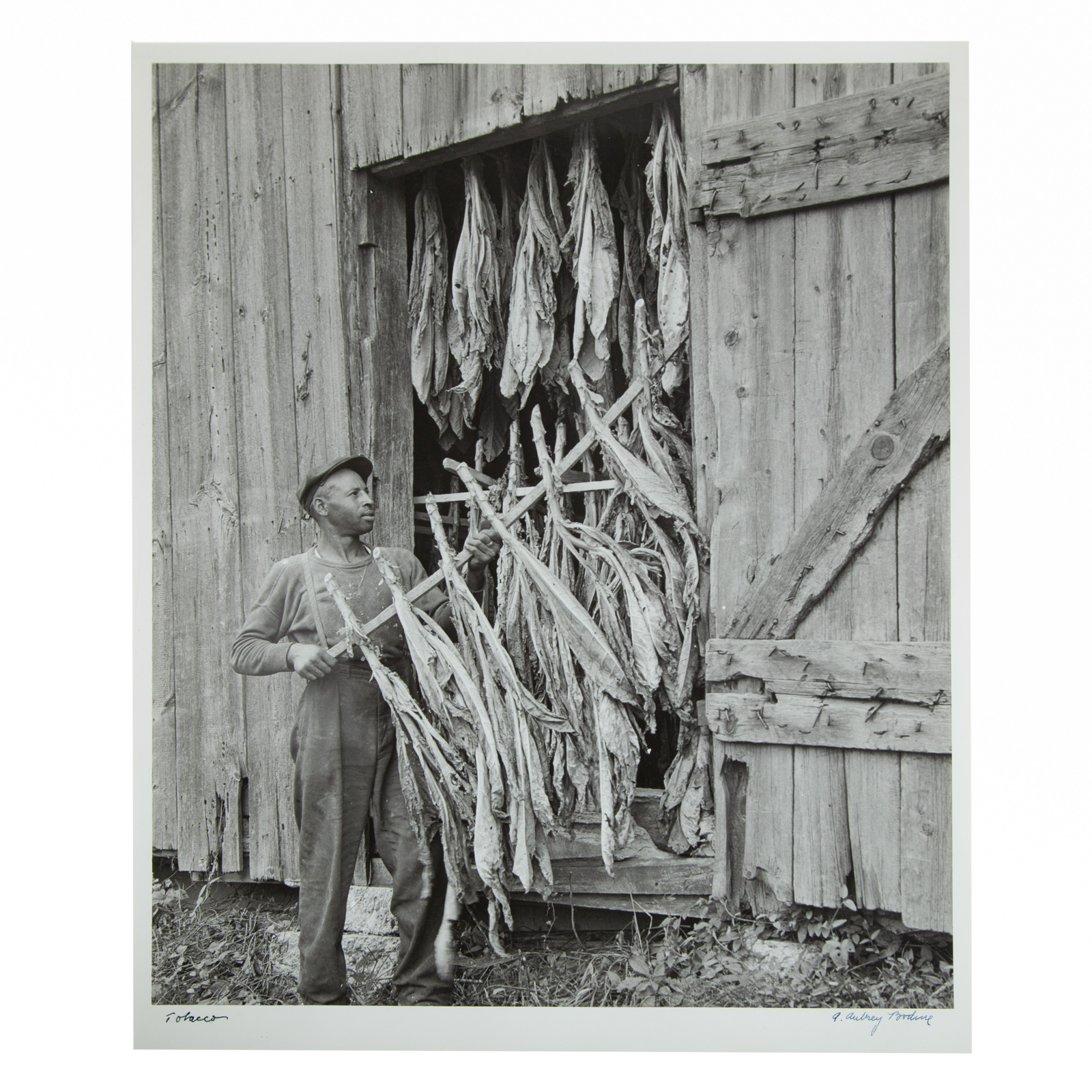 Appraisal: A AUBREY BODINE TOBACCO PHOTOGRAPH American - Gelatin silver print