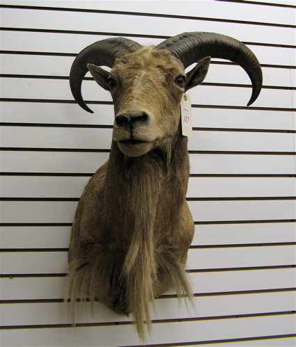 Appraisal: BARBARY SHEEP Ammotragus lervia trophy head mount with curl horns