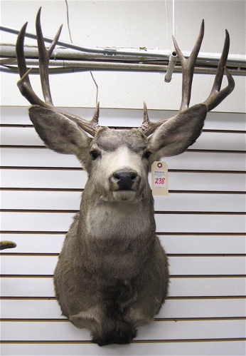 Appraisal: WESTERN MULE DEER trophy head mount with x horns