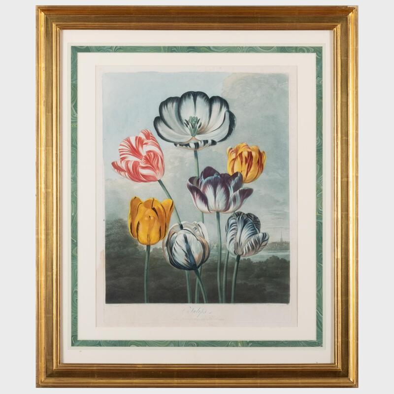 Appraisal: Robert John Thornton - Tulips Aquatint with hand-coloring on wove