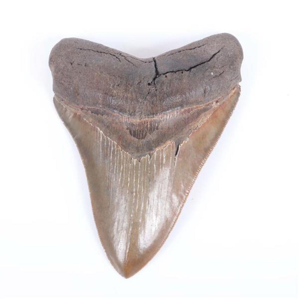 Appraisal: MEGALODON FOSSILIZED SHARK TOOTH INCH FOSSIL Megalodon fossilized shark tooth