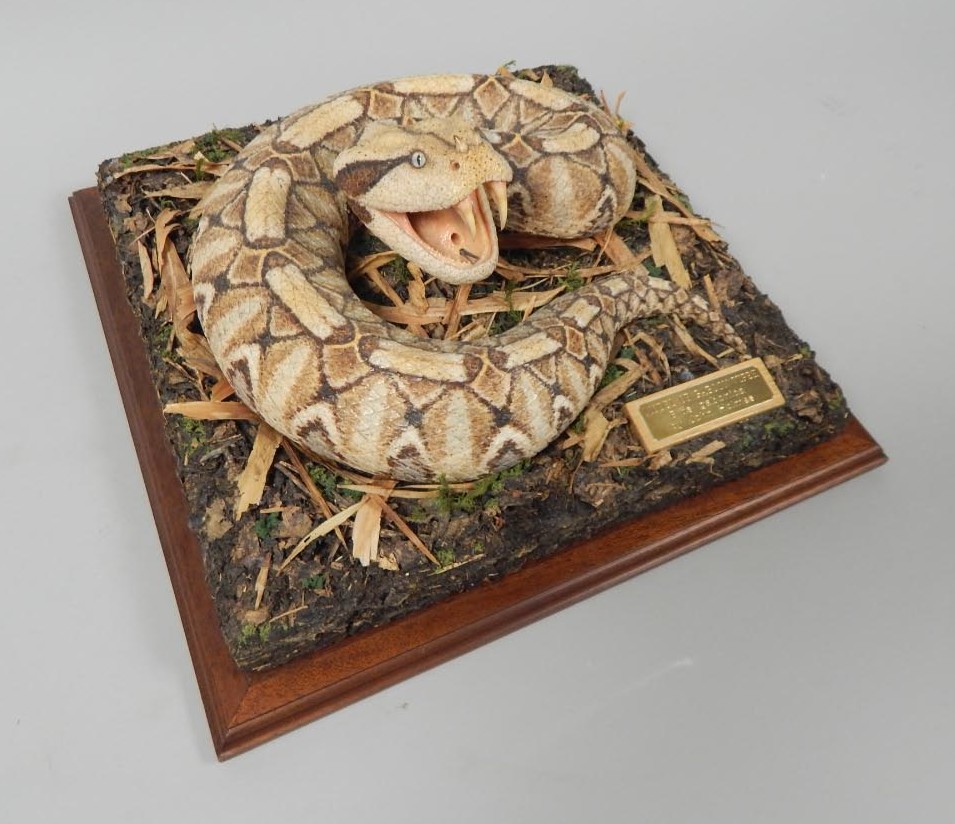 Appraisal: A Natural History scale model of a Gabon Viper made