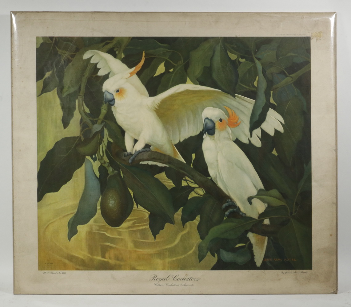 Appraisal: EXOTIC BIRD PRINT BY JESSIE HAZEL ARMS BOTKE CA IL