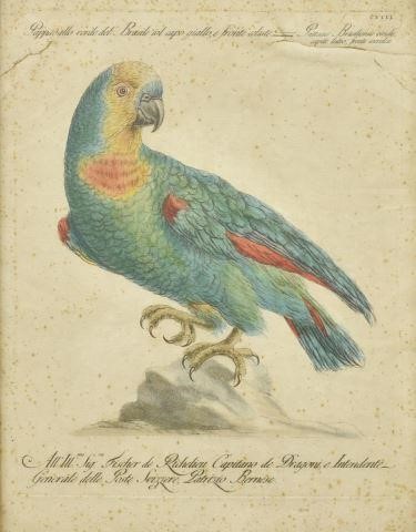 Appraisal: Framed hand-colored engraving on paper Blue-Fronted Amazon Parrot plate CVIII