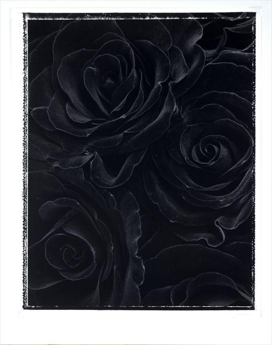 Appraisal: Ron Van Dongen Rosa Black Beauty Gelatin silver print x