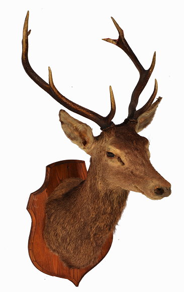 Appraisal: AN EARLY TO MID TH CENTURY TAXIDERMY STAGS HEAD with