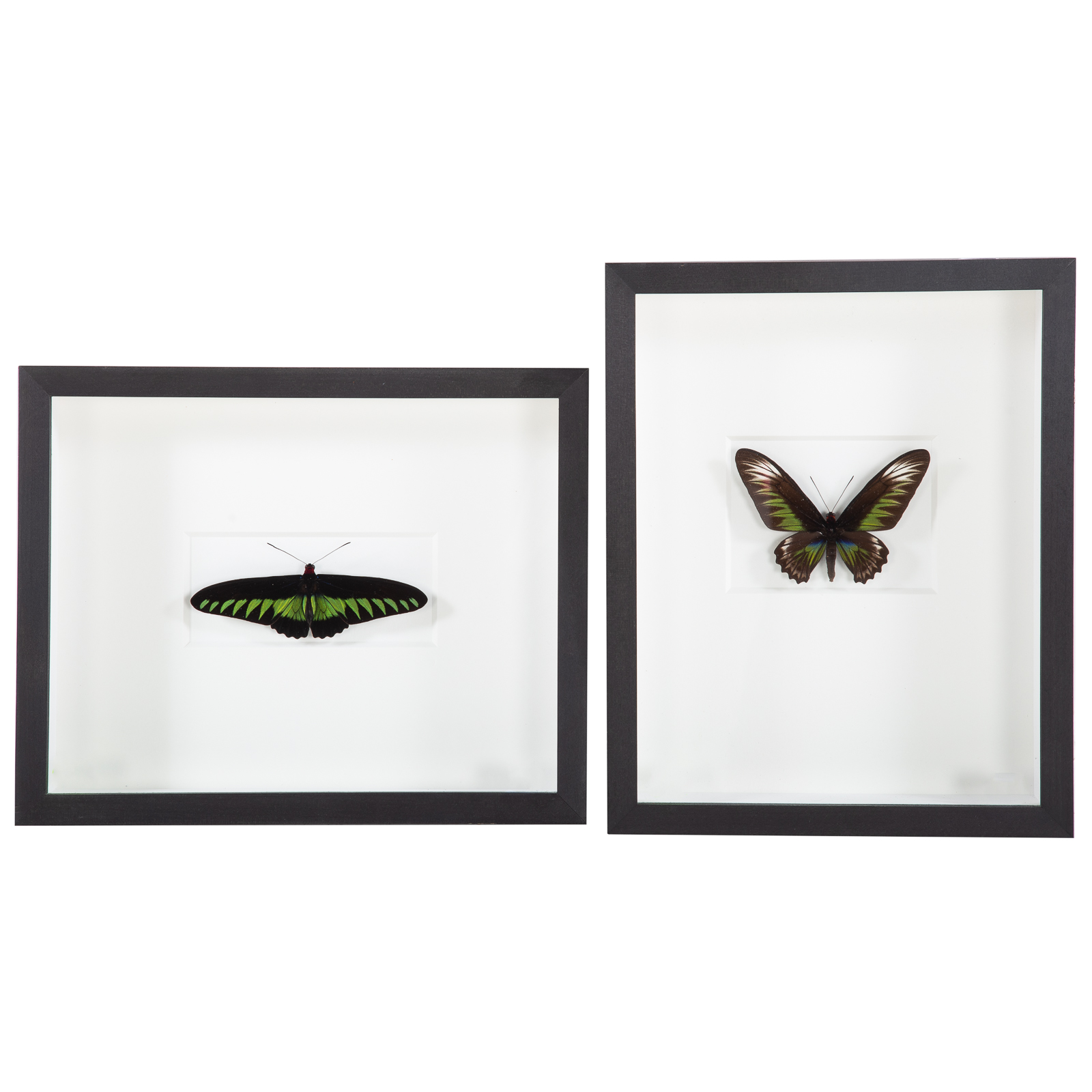 Appraisal: TWO FRAMED BUTTERFLIES Brooks Browning Alternate x in framed Pheromone