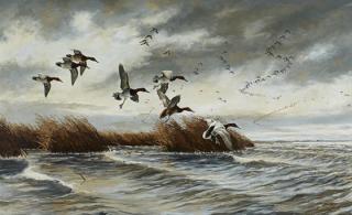 Appraisal: David A Maass b Canvasbacks David A Maass b Canvasbackssigned