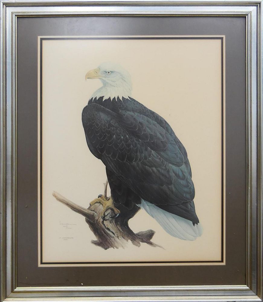 Appraisal: J F LANSDOWNE SIGNED PRINT OF A BALD EAGLE J