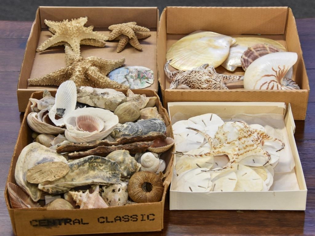 Appraisal: Exotic seashell collection with sand dollars star fish etc Abalone