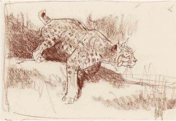 Appraisal: Bob Kuhn Lynx BOB KUHN - Lynx conte crayon on