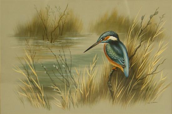 Appraisal: Paul A Nicholas watercolour kingfisher by stream signed h w