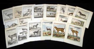 Appraisal: Pcs De Seve ANTIQUE FRENCH ZOOLOGICAL ENGRAVINGS ON LAID PAPER