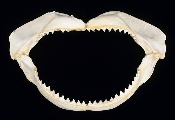 Appraisal: Giant Bull Shark Jaw Carcharhinus leucas Modern Taiwan The Bull