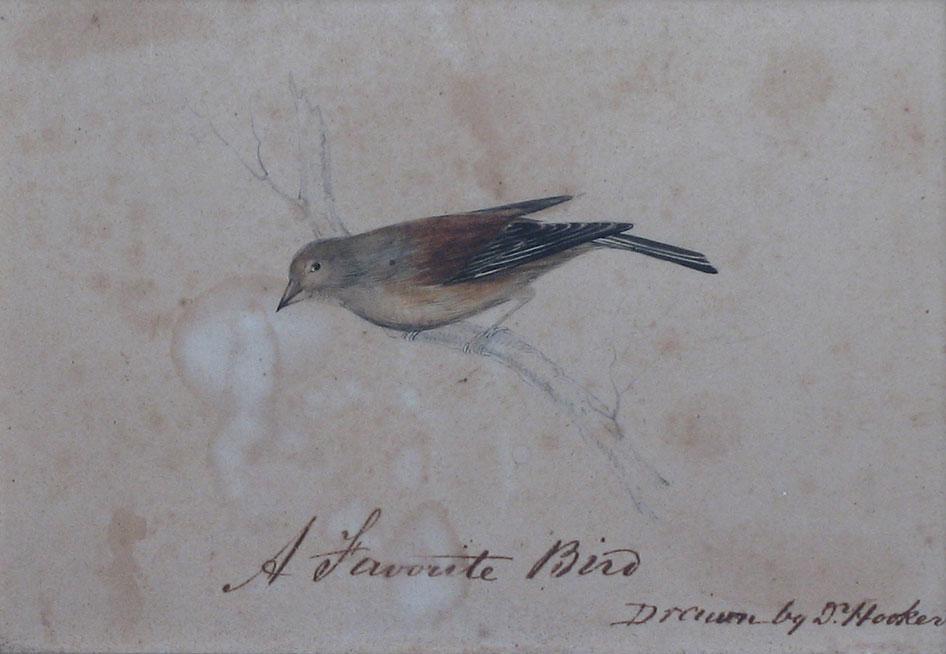 Appraisal: JOSEPH DALTON HOOKER A favourite bird sketch of a bird