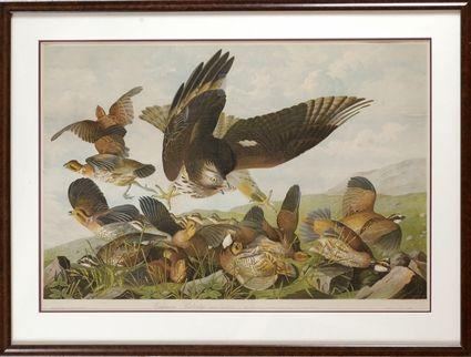 Appraisal: After John James Audubon Virginian Partridge Color print matted and