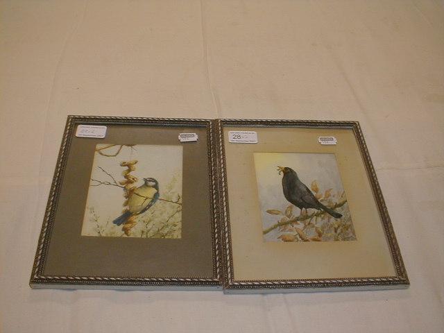 Appraisal: Cecil Hodgkinson - Blue tit blackbird bird studies a pair