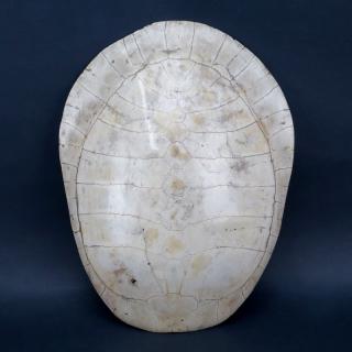 Appraisal: th Century Blonde Turtle Shell Taxidermy Normal wear and discoloration