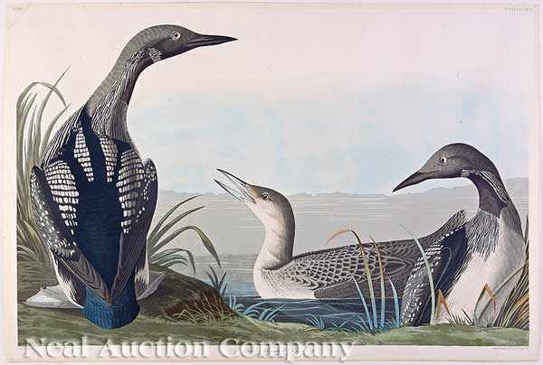 Appraisal: John James Audubon American - Black-throated Diver Plate hand-colored aquatint