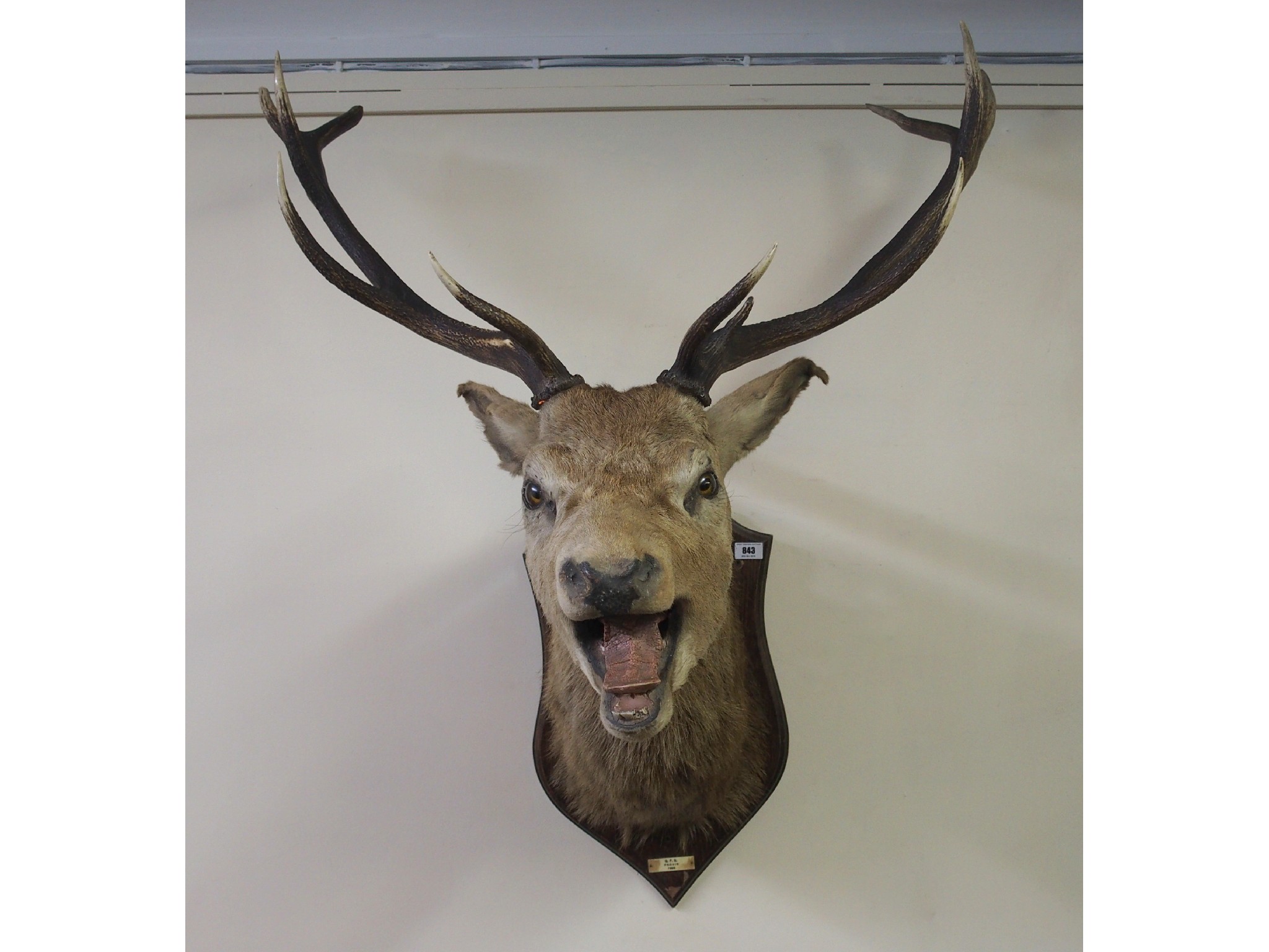 Appraisal: An eleven point stags headwith roaring expression mounted on an