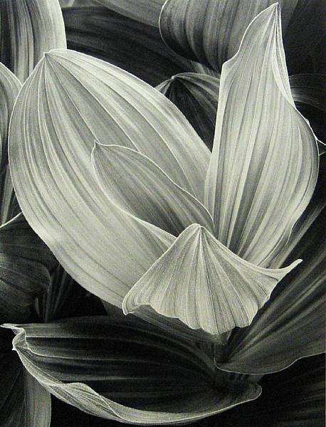 Appraisal: John Sexton Corn Lily Eastern Sierra Nevada California Gelatin silver