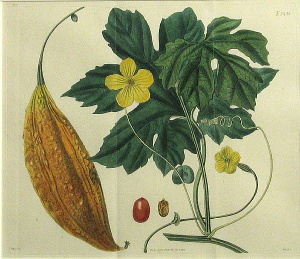 Appraisal: Various Artists Two Botanicals Pls from Curtis's Botanical Magazine London