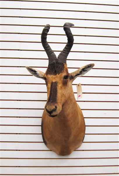 Appraisal: AFRICAN GAME TROPHY HEAD SHOULDER MOUNT a Red Hartebeest with