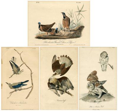 Appraisal: Four octavo Audubon prints quot Blueheaded Ground Dove or Pigeon