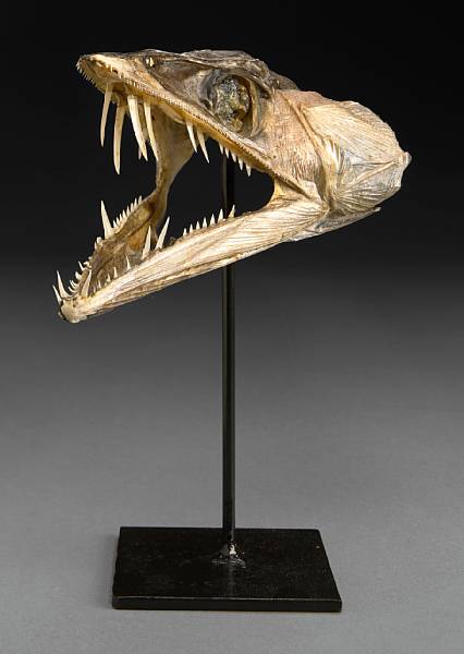 Appraisal: Saber-toothed Fish Head Trichiurus lepturus Modern Florida Commonly known as