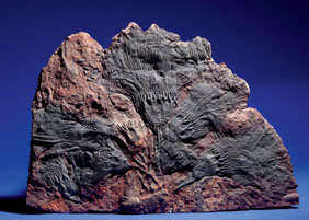 Appraisal: SWIMMING CRINOIDS Scyphocrinus elegans Devonian Tafilalet southern most Morocco This