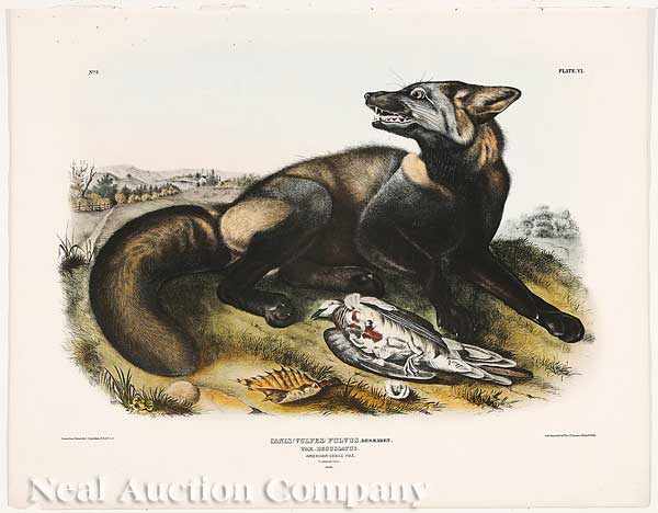 Appraisal: After John James Audubon American - American Cross Fox No