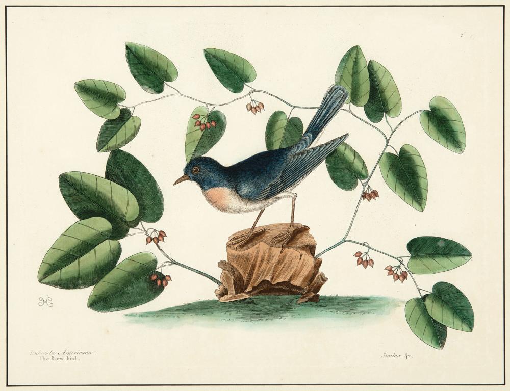 Appraisal: Mark Catesby British - Rubecula Americana The Blew-Bird hand-colored engraving