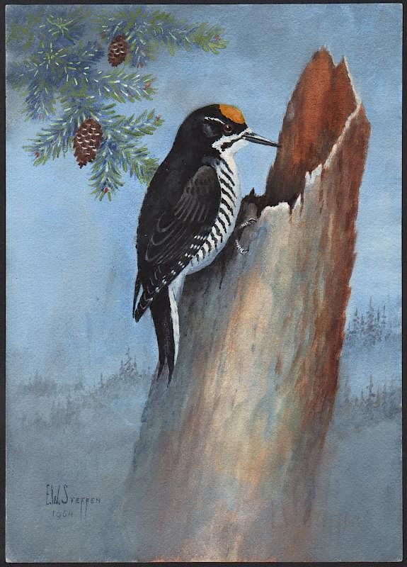 Appraisal: Steffen Watercolor of Red-Cockaded Woodpecker Black-Backed Arctic Three-Toed Woodpecker Earnest