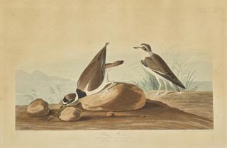 Appraisal: after John James Audubon - Ring Plover No Plate CCCXXX