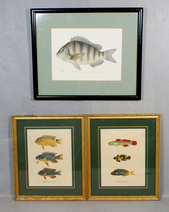 Appraisal: Lot of fish prints to include a pair x -