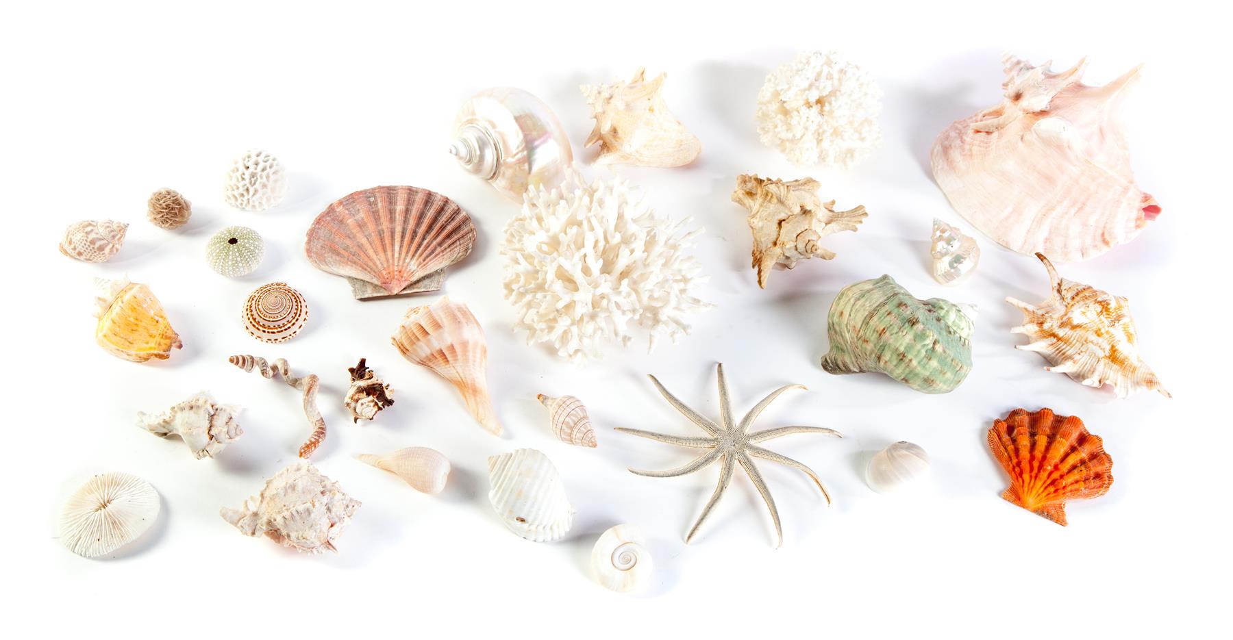 Appraisal: GROUP OF SEA SHELLS Shells coral and starfish