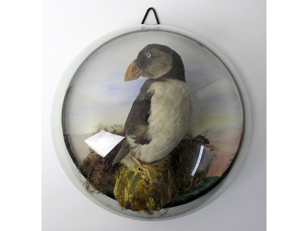 Appraisal: A taxidermy model of a puffin perched on a rock