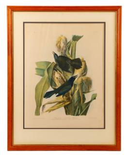 Appraisal: Audubon Purple Grakle Bien Edition Audubon Bien Edition John James