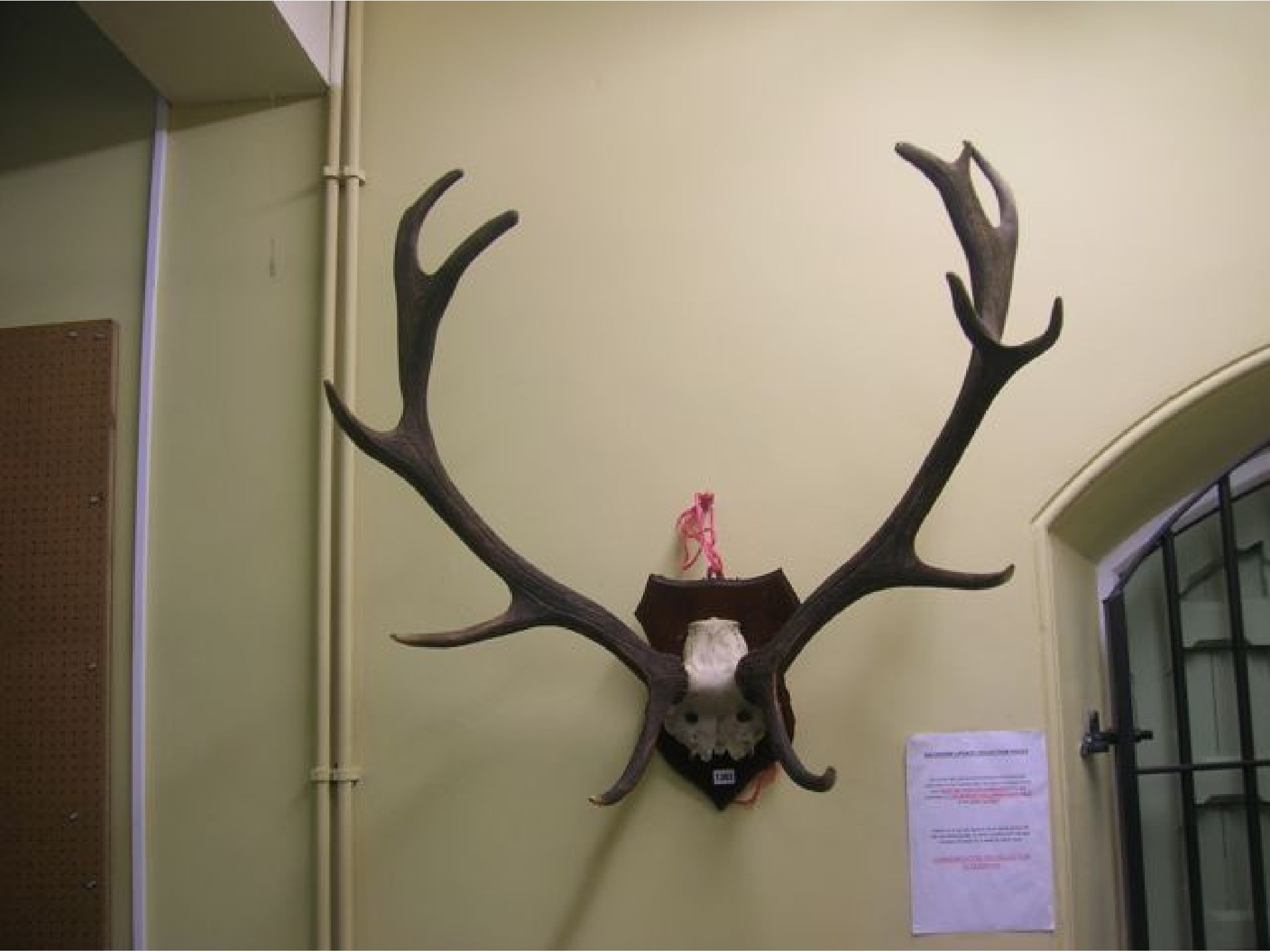 Appraisal: A mounted pair of stag antlers on a shield shaped