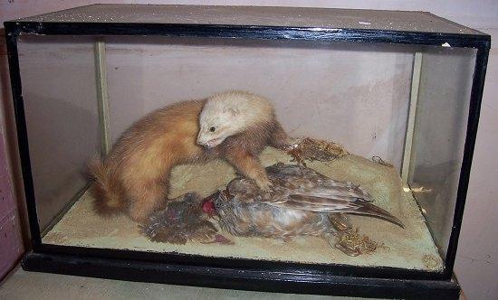 Appraisal: A fully glazed taxidermy case containing a polecat feasting on