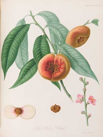 Appraisal: BOTANICAL Horticultural Society of London Transactions of the Horticultural Society