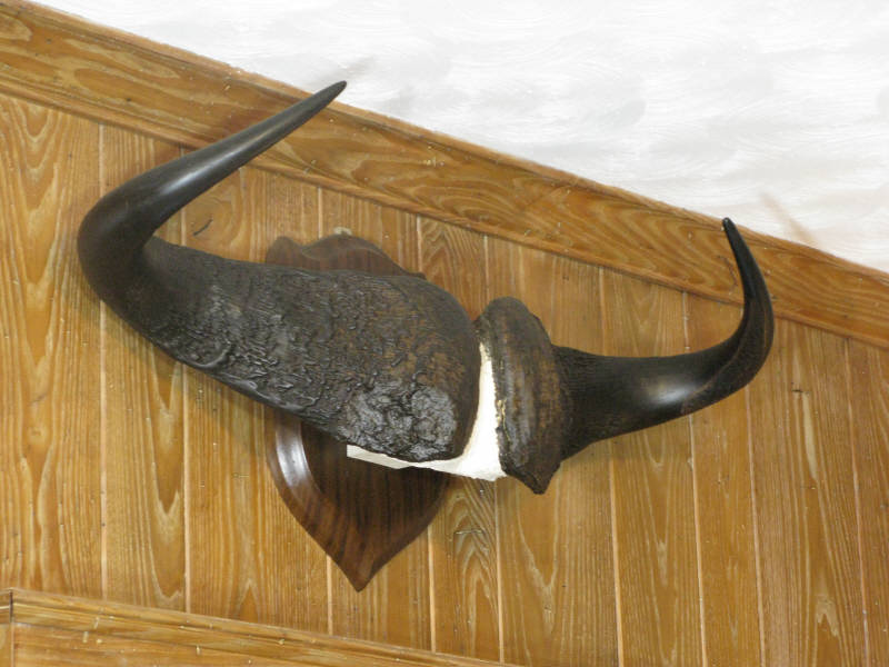 Appraisal: Mounted Trophy Buffalo Horns approx