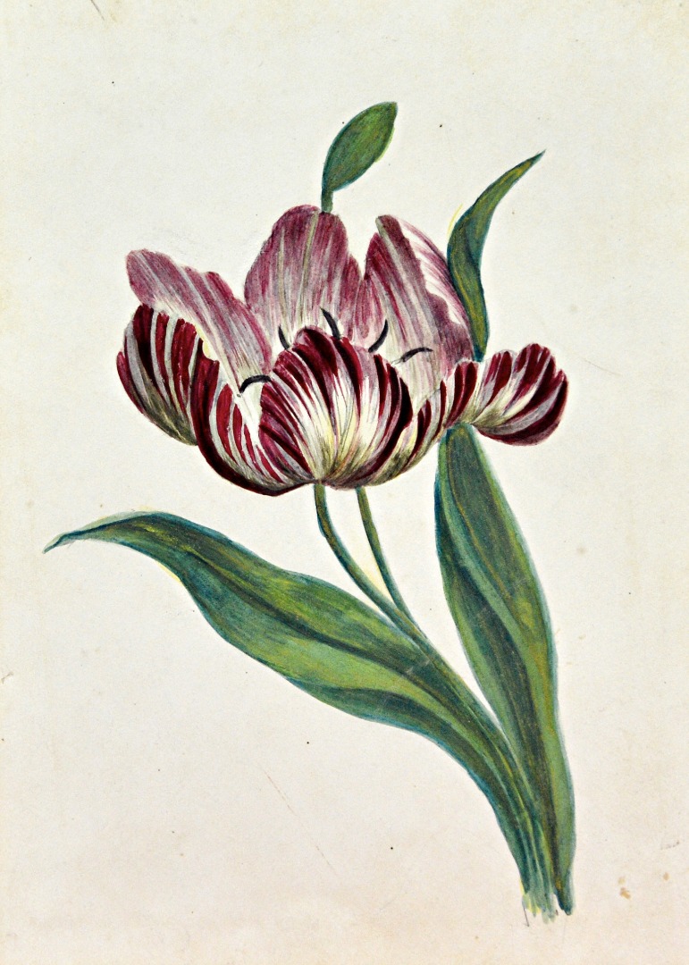 Appraisal: Circle of Edward Lear A flower study of a tulip