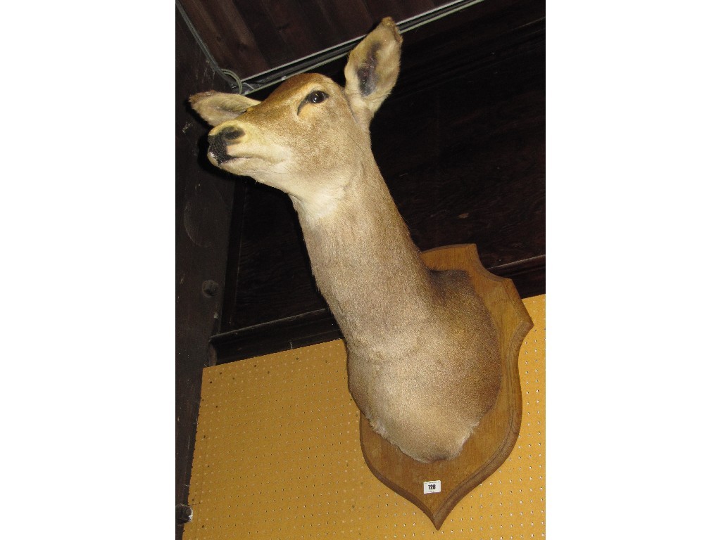 Appraisal: Wall mounted taxidermy of a deer's head