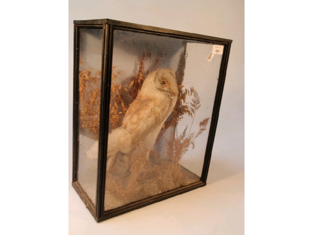 Appraisal: A glazed and cased white owl